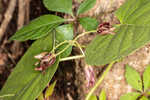 Climbing milkvine